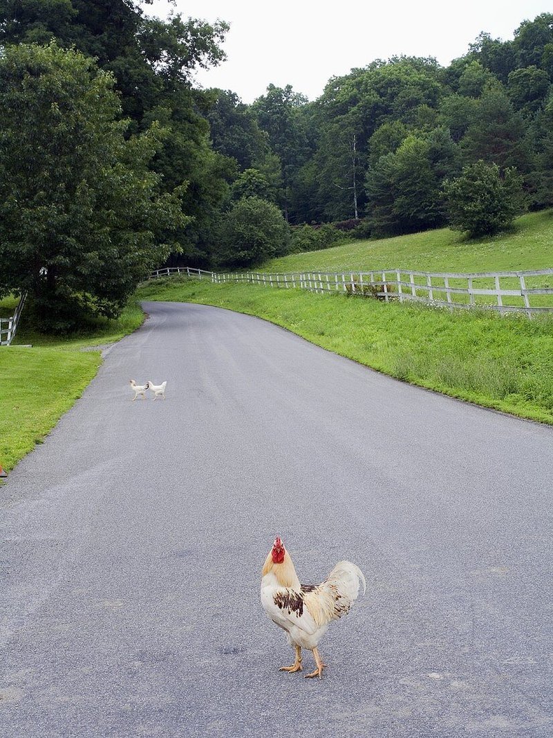 Chicken road online in Germany